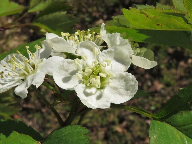 Berks County Hawthorn