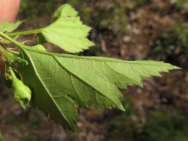 Berks County Hawthorn photo 2