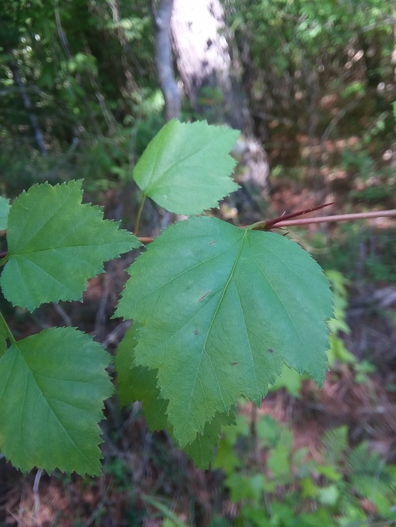 Berks County Hawthorn photo 3