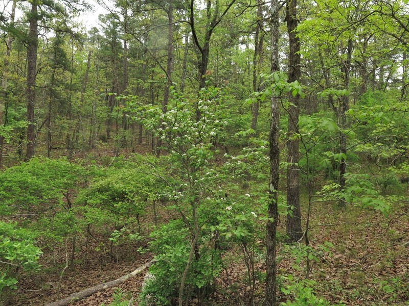 Berks County Hawthorn photo 4