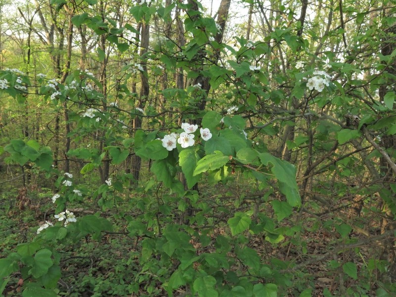 Berks County Hawthorn photo 7