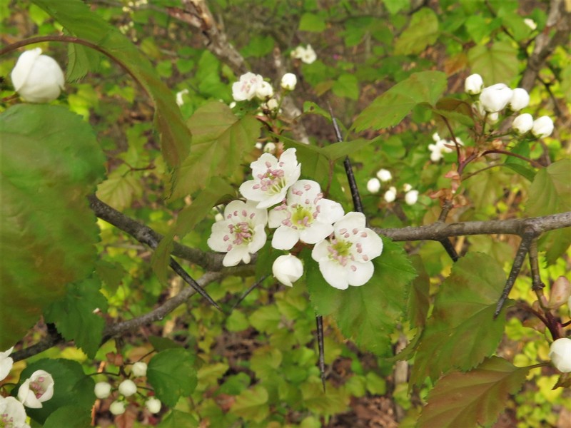 Berks County Hawthorn photo 8