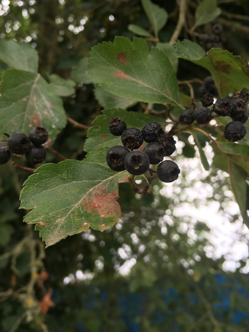 Crataegus gaylussacia photo 2
