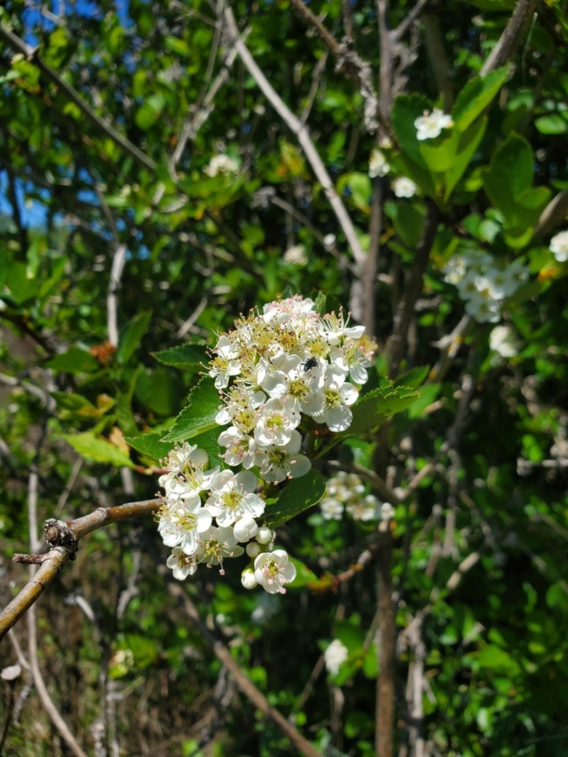 Crataegus gaylussacia photo 3