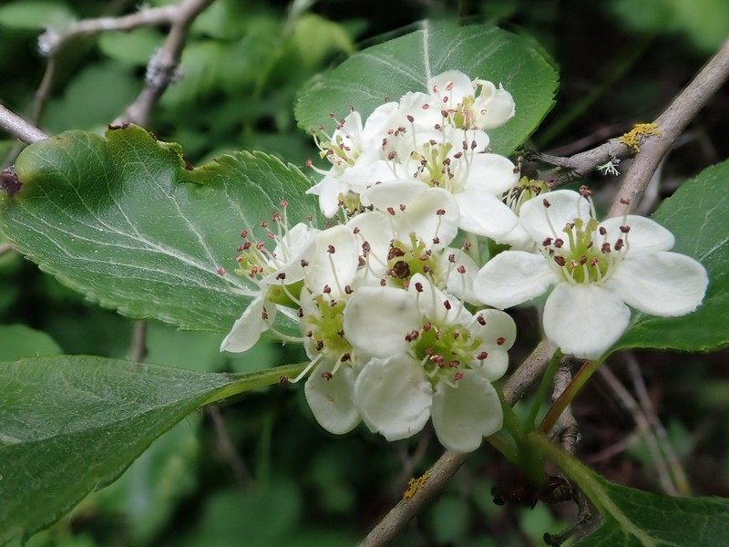 Crataegus gaylussacia photo 4