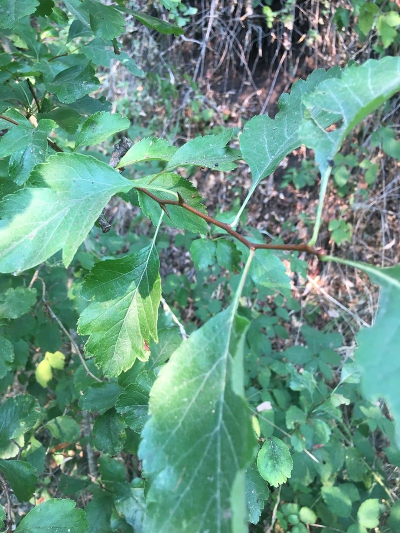 Crataegus gaylussacia photo 5
