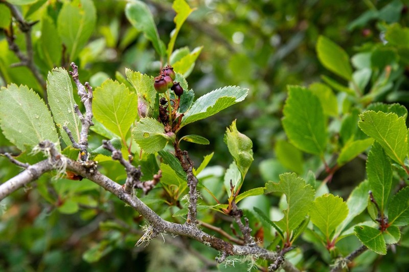 Crataegus gaylussacia photo 6