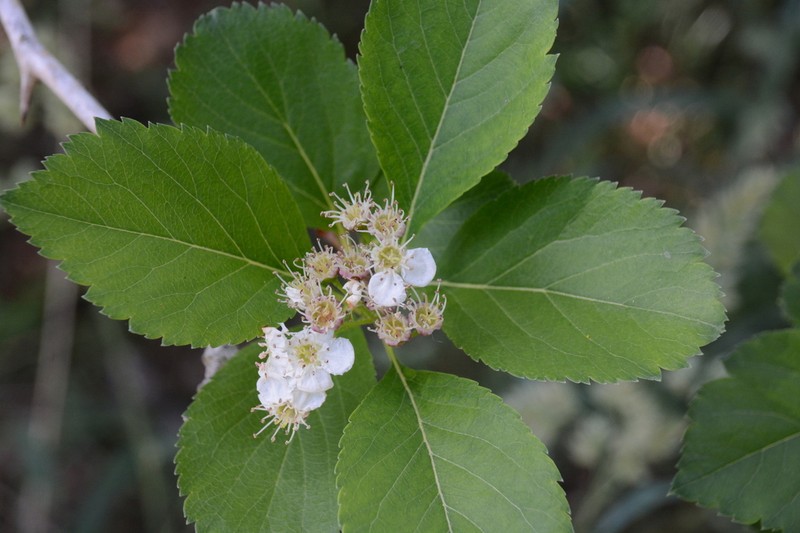 Crataegus gaylussacia photo 7