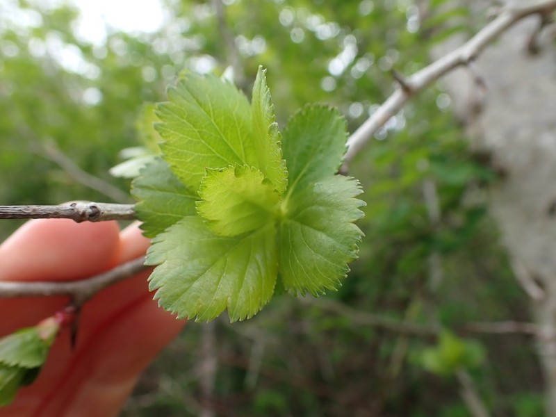 Crataegus gaylussacia photo 8