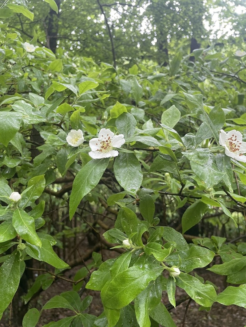 Medlar photo 3