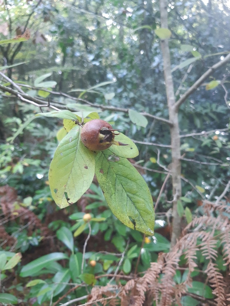 Medlar photo 4