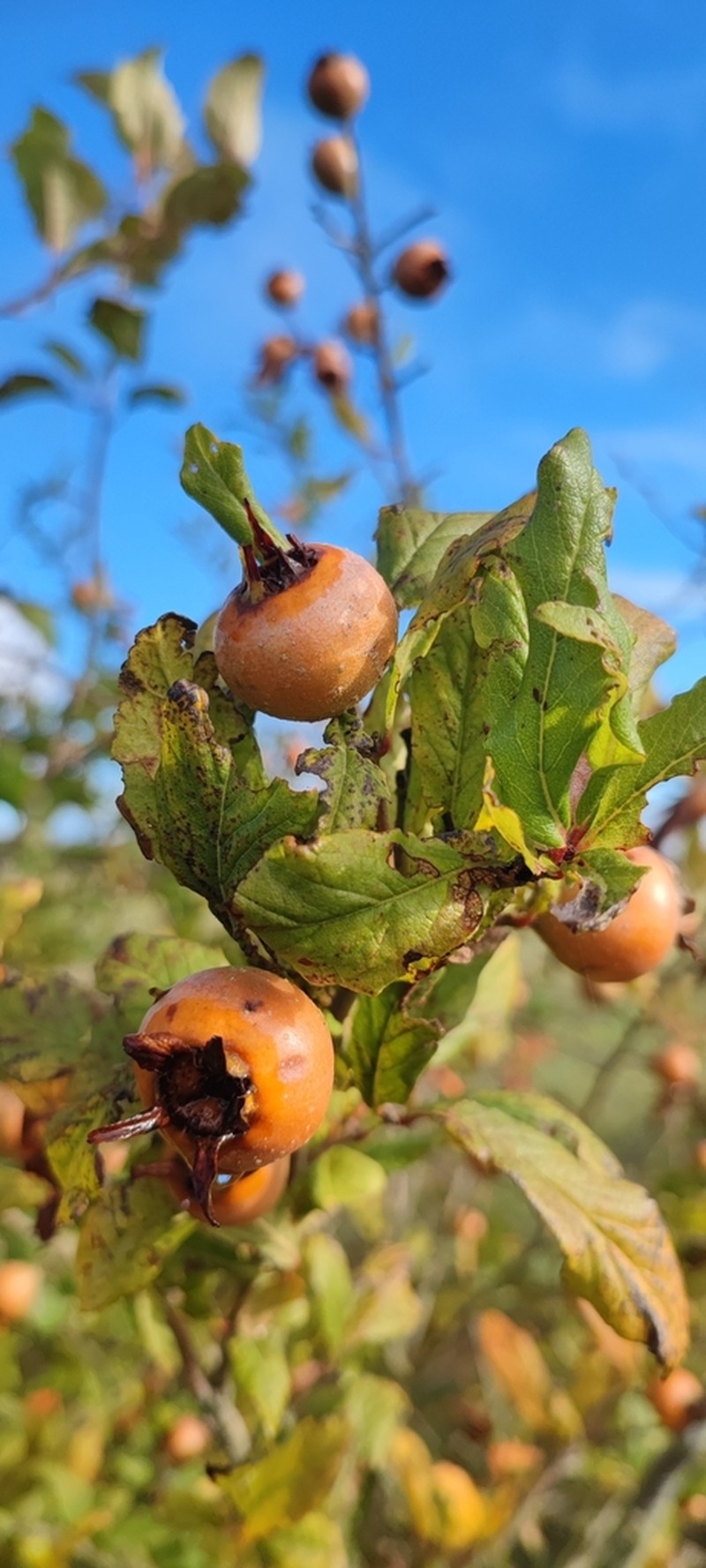 Medlar photo 5