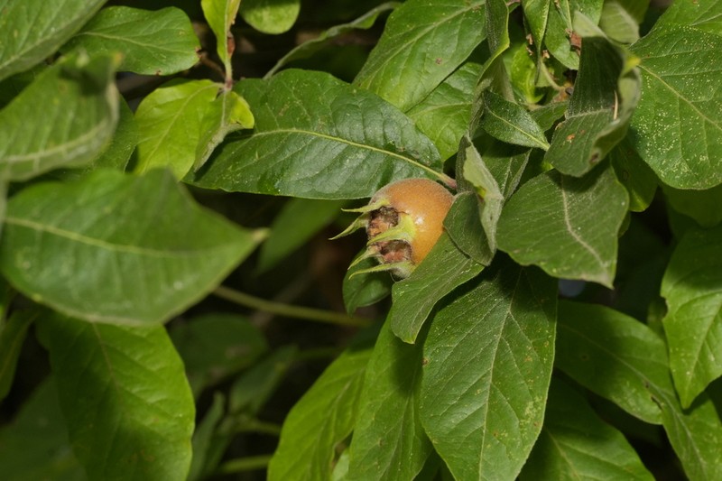 Medlar photo 6
