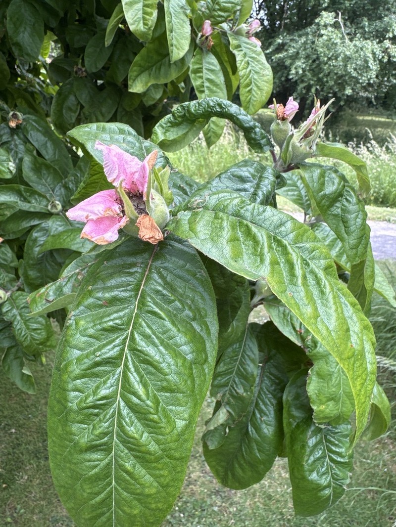 Medlar photo 7