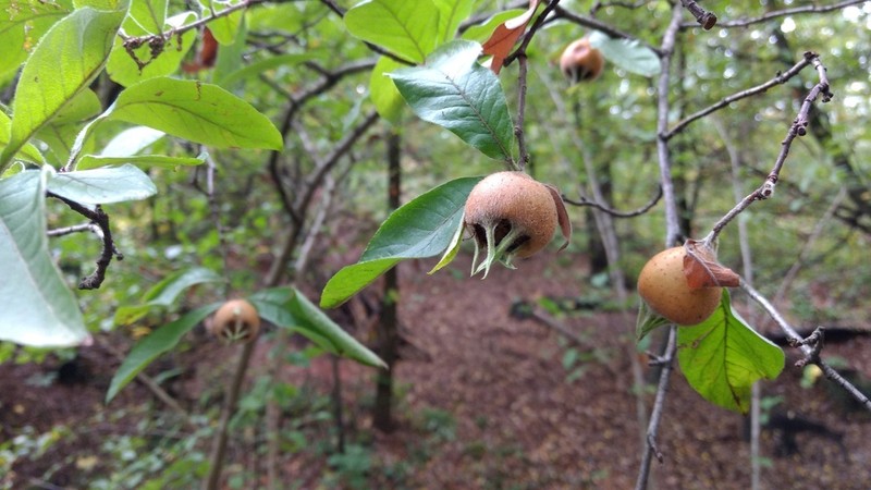 Medlar photo 8