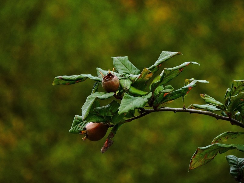 Medlar photo 9