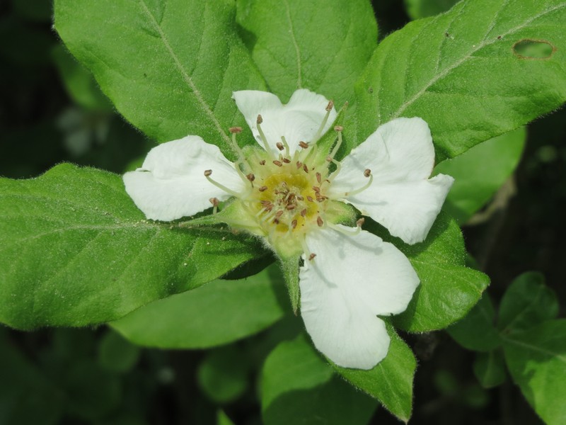 Medlar