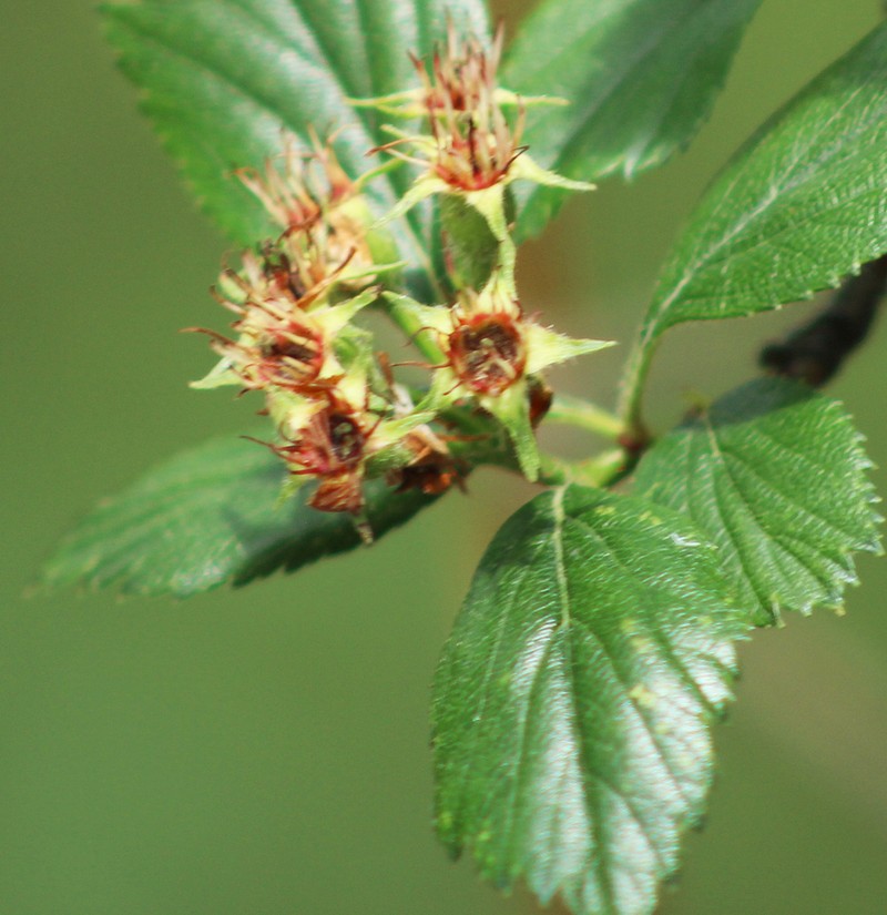 Crataegus gracilior photo 2