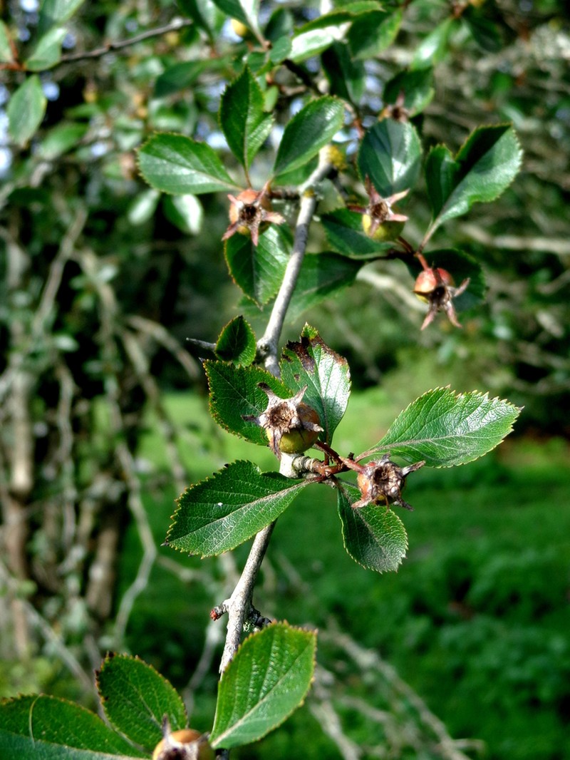 Crataegus gracilior photo 3