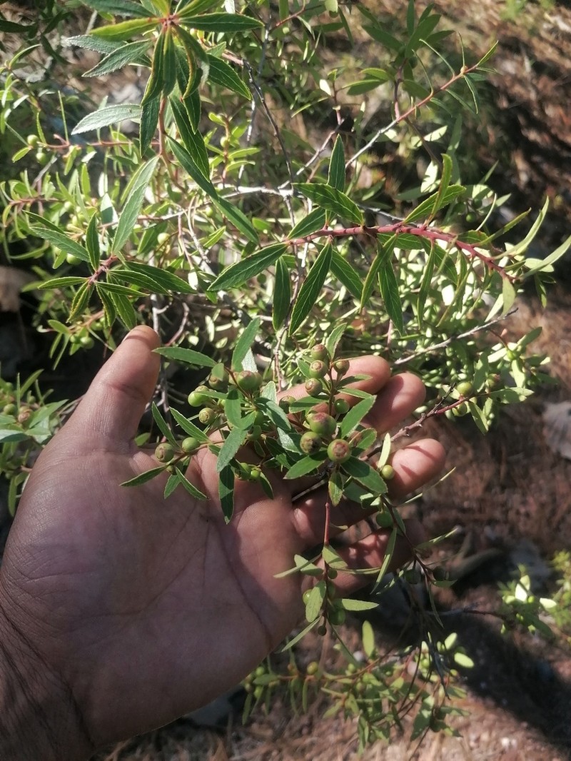 Crataegus gracilior photo 4