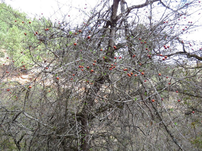 Crataegus gracilior photo 5