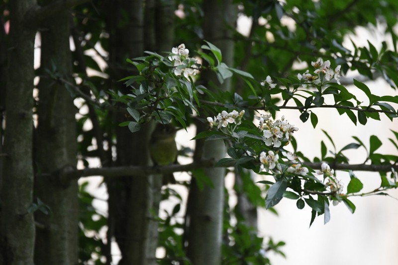 Crataegus gracilior photo 6