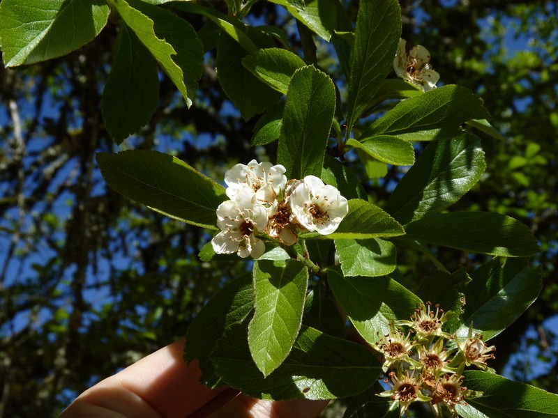 Crataegus gracilior photo 7