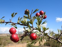 Crataegus granatensis