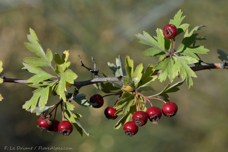 Crataegus granatensis photo 2
