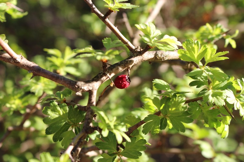 Crataegus granatensis photo 3