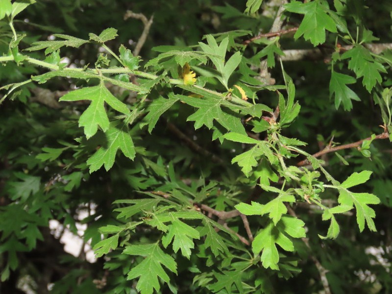 Crataegus granatensis photo 4