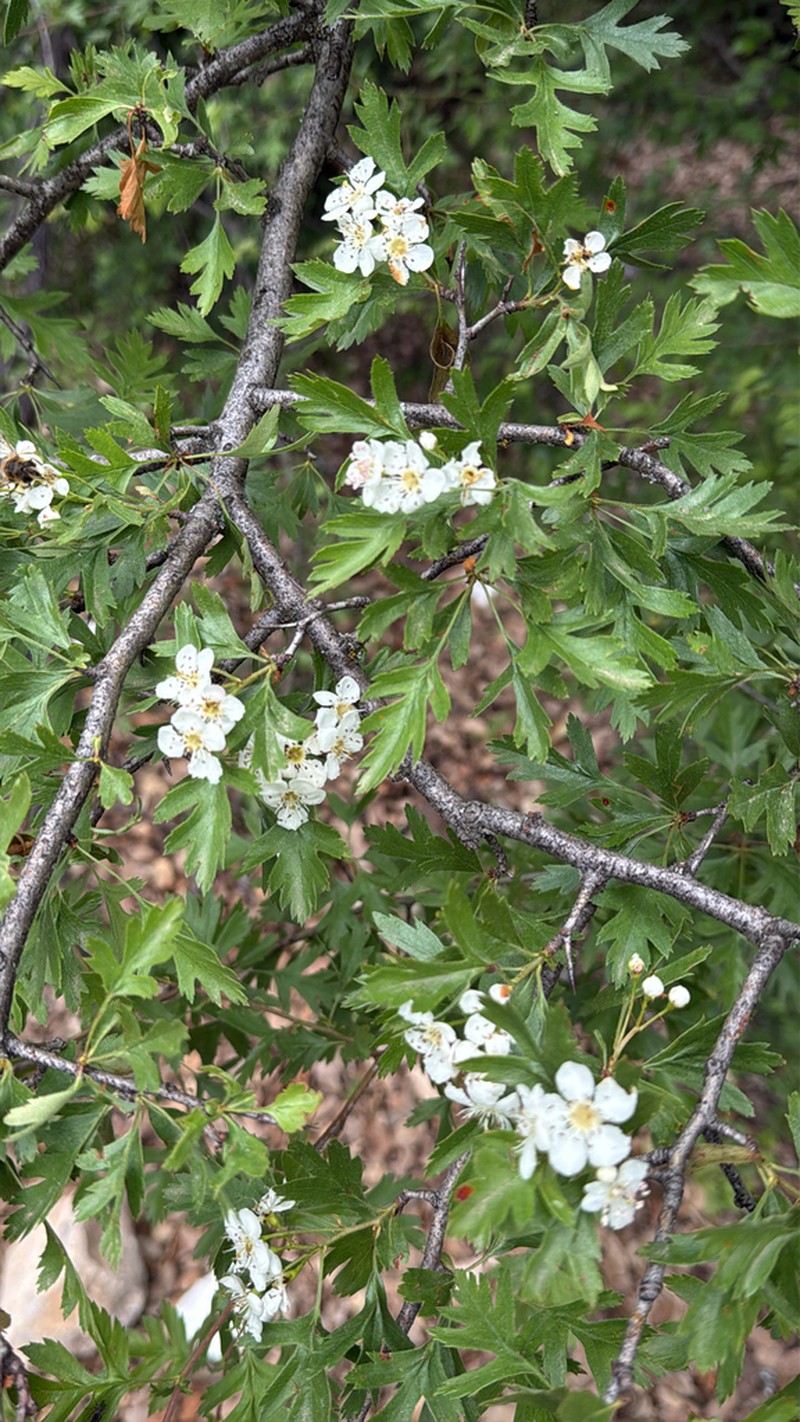 Crataegus granatensis photo 5