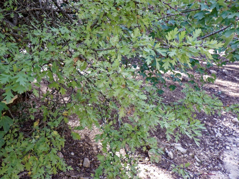 Crataegus granatensis photo 6
