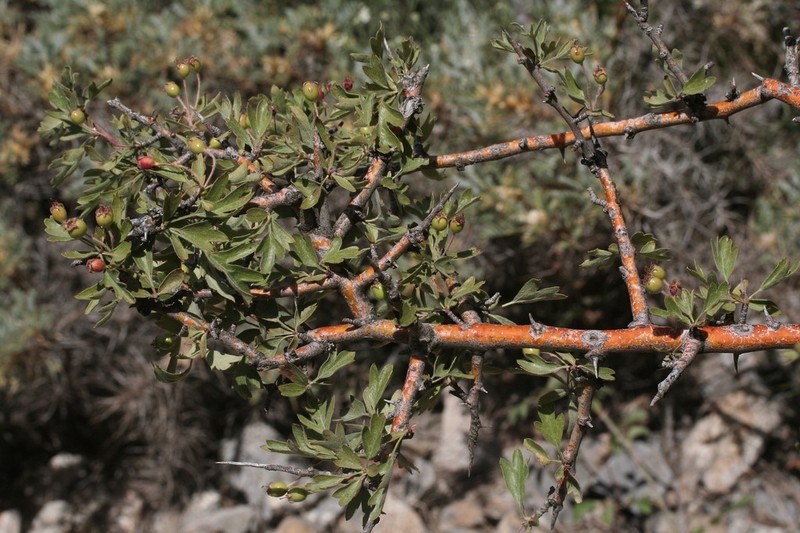 Crataegus granatensis photo 7