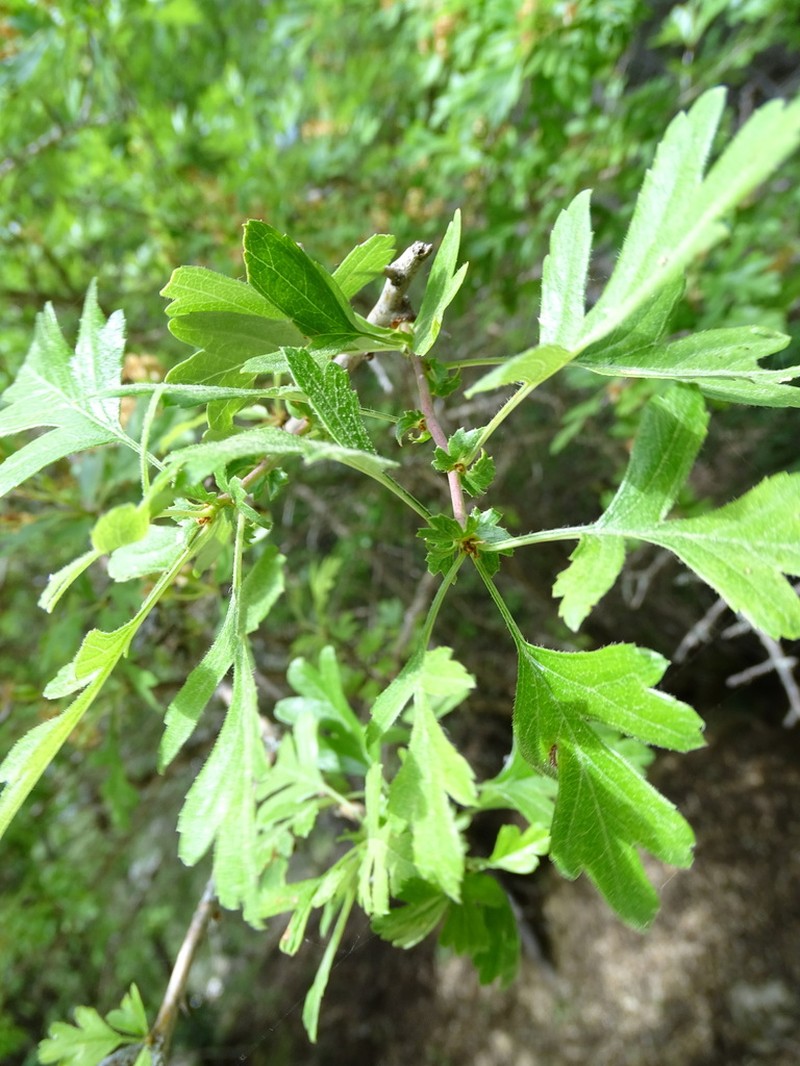 Crataegus granatensis photo 8