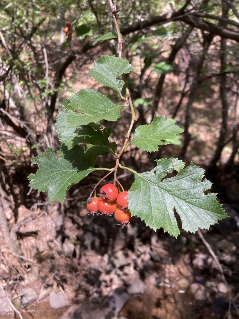 Crataegus grandifolia photo 2