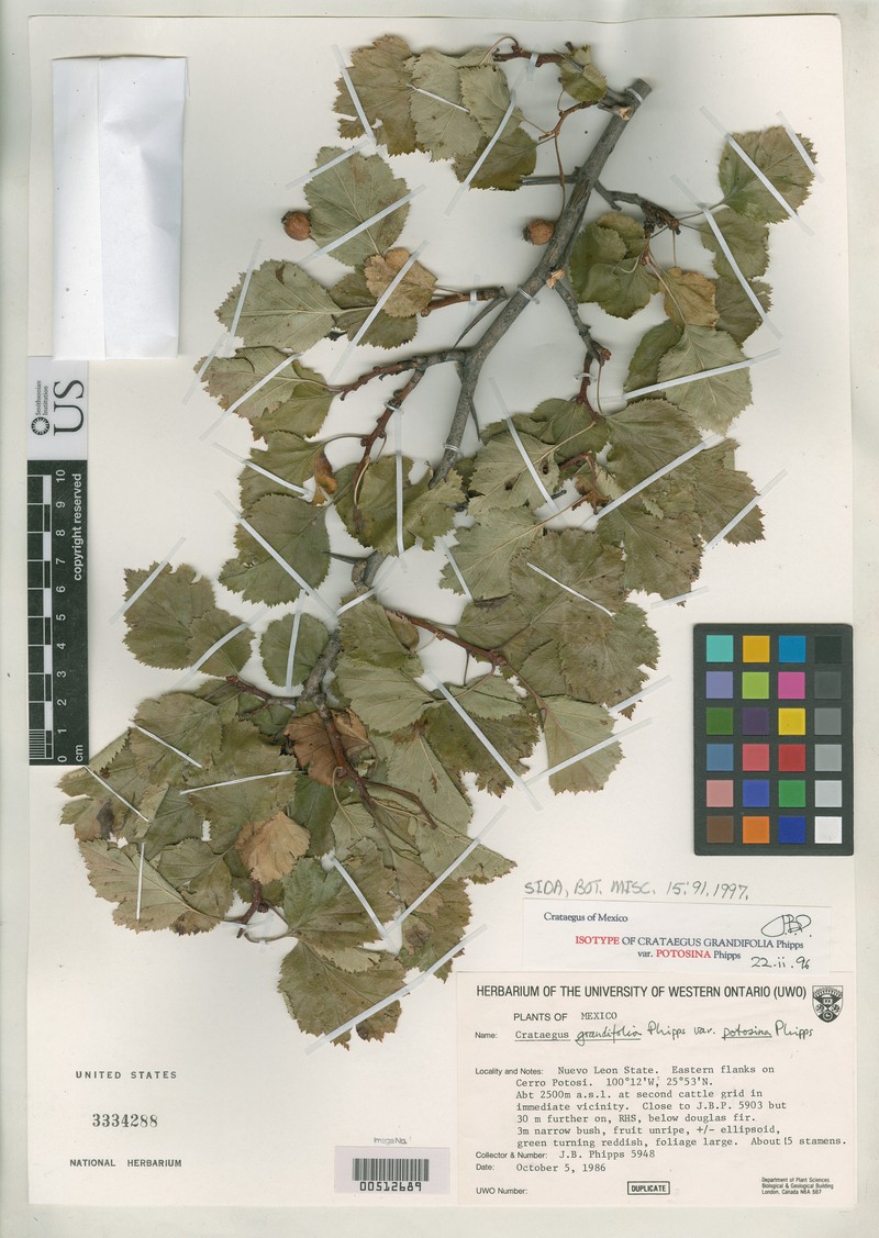 Crataegus grandifolia photo 3