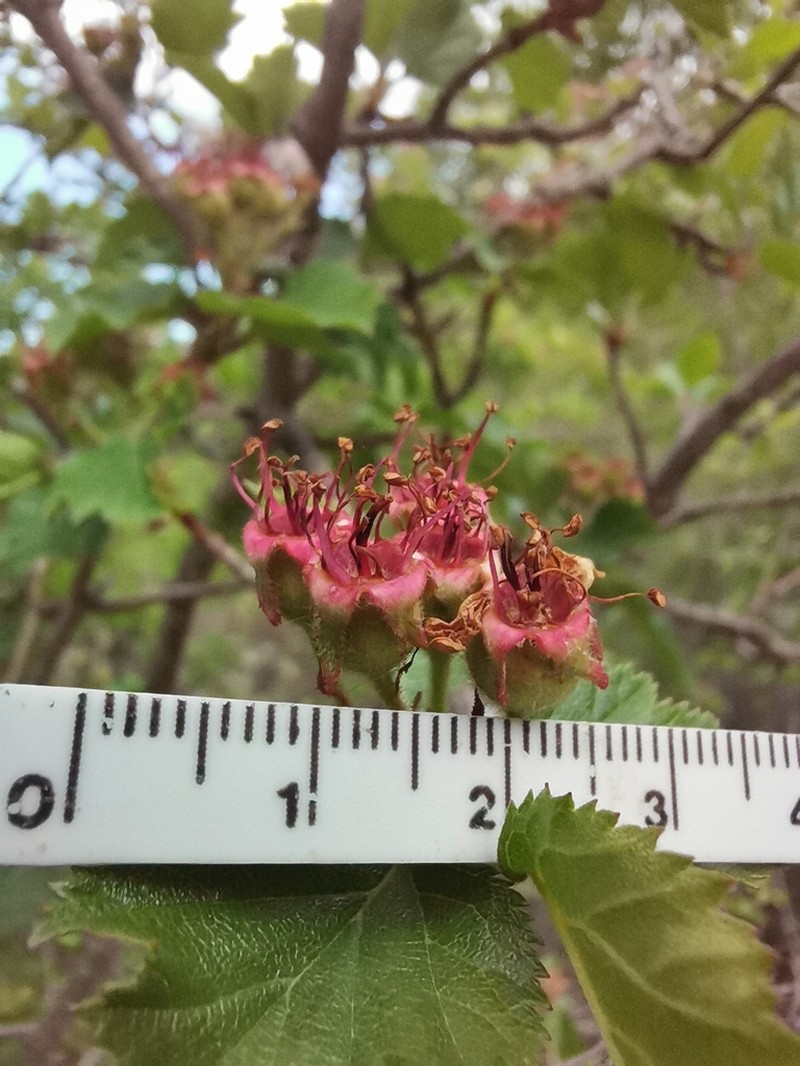 Gregg's Hawthorn photo 2