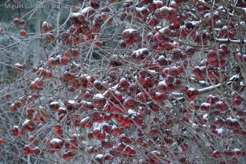 Lonestar Hawthorn photo 3