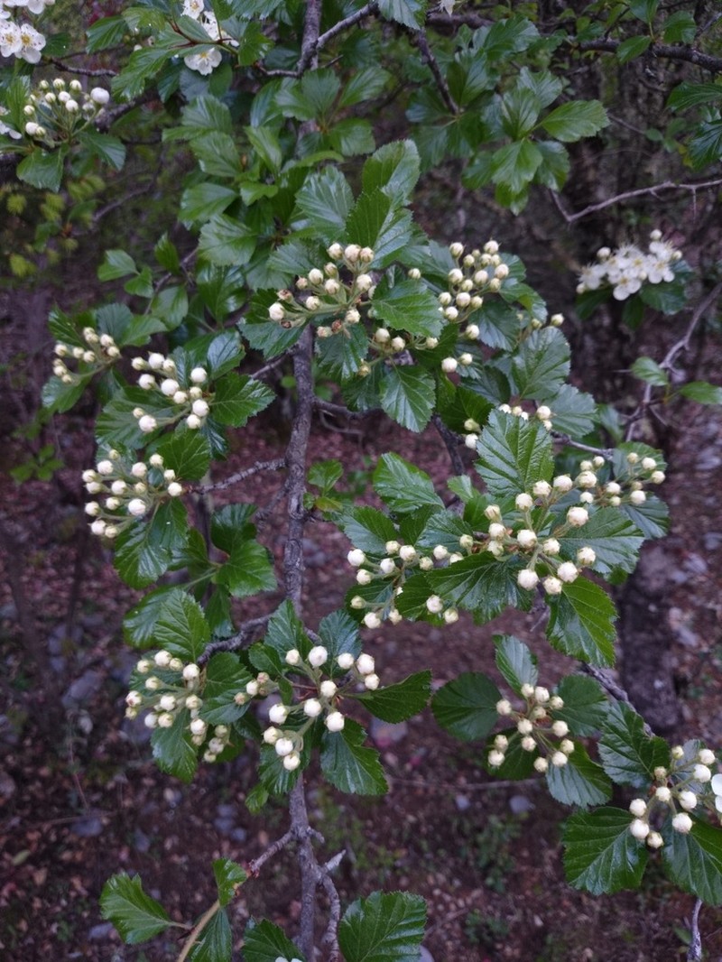 Lonestar Hawthorn photo 4