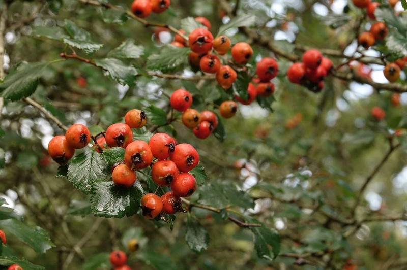 Lonestar Hawthorn photo 5
