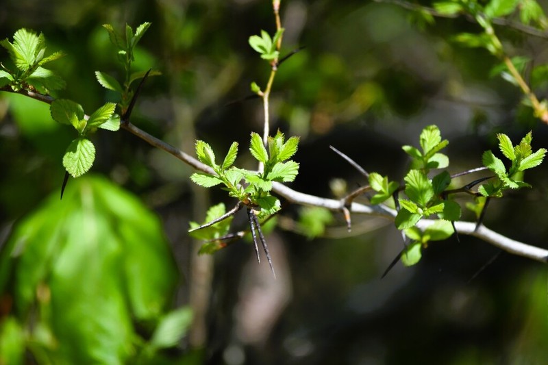Harbison's Hawthorn photo 2