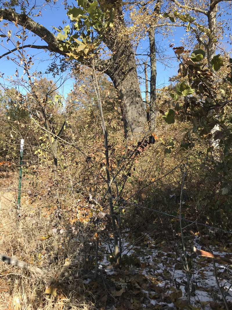 Harbison's Hawthorn photo 4