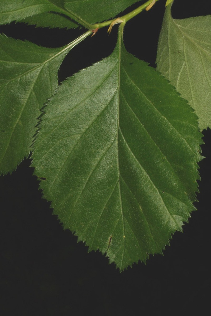 Harbison's Hawthorn photo 5