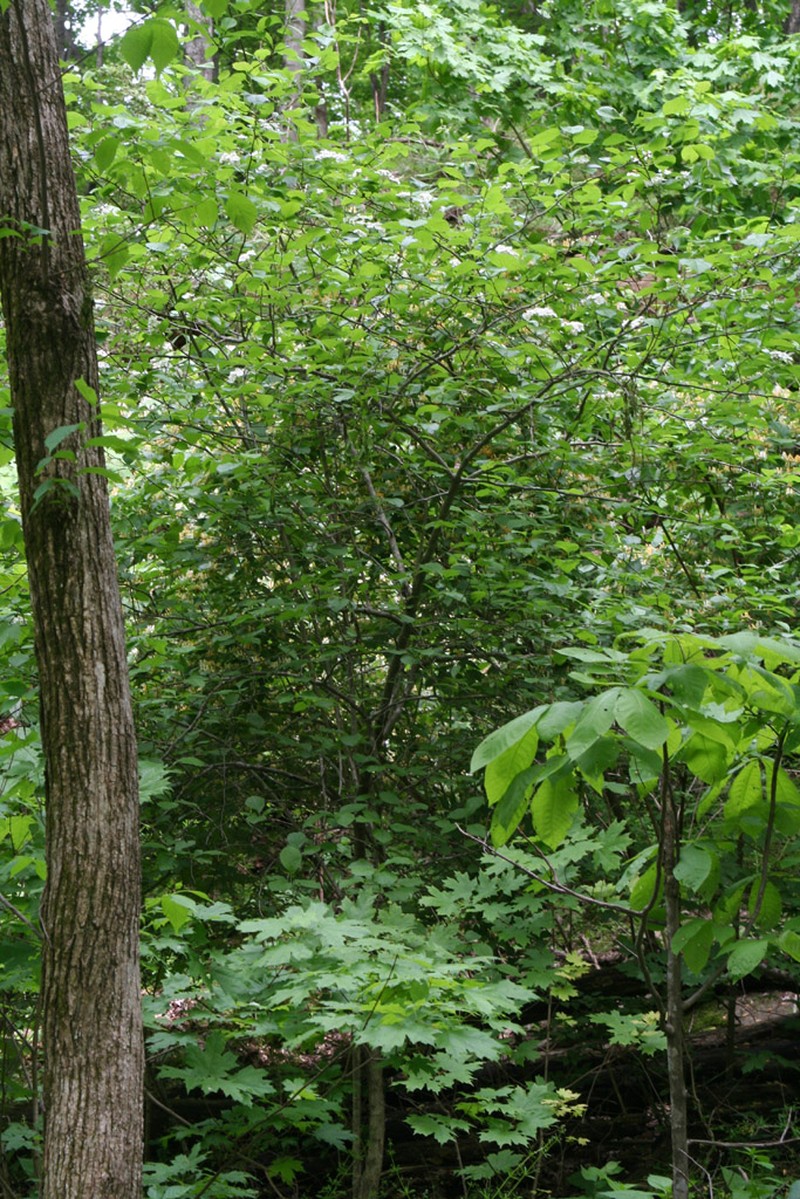 Harbison's Hawthorn photo 6