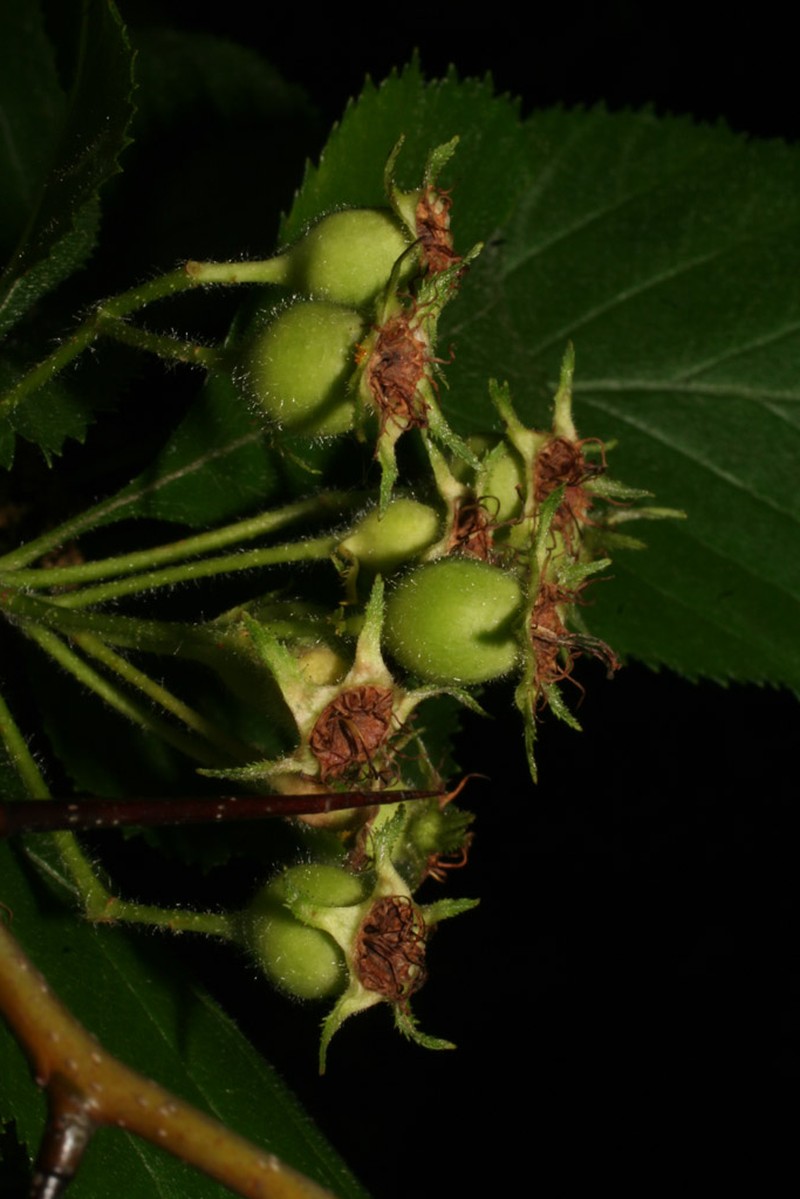 Harbison's Hawthorn photo 7