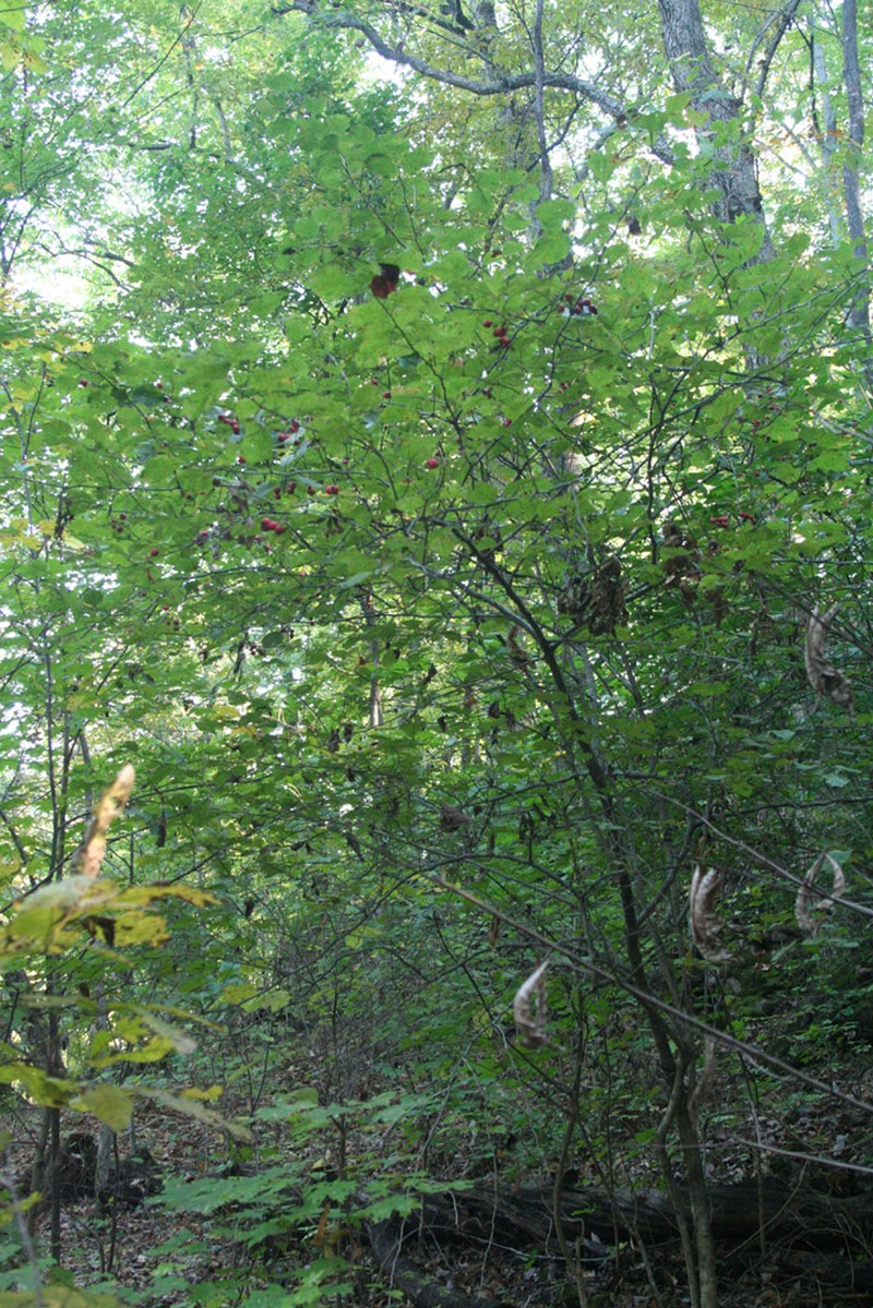 Harbison's Hawthorn photo 8