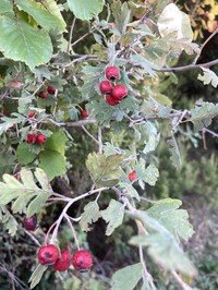Crataegus heldreichii