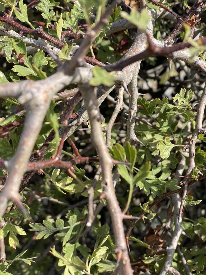 Crataegus heldreichii photo 2