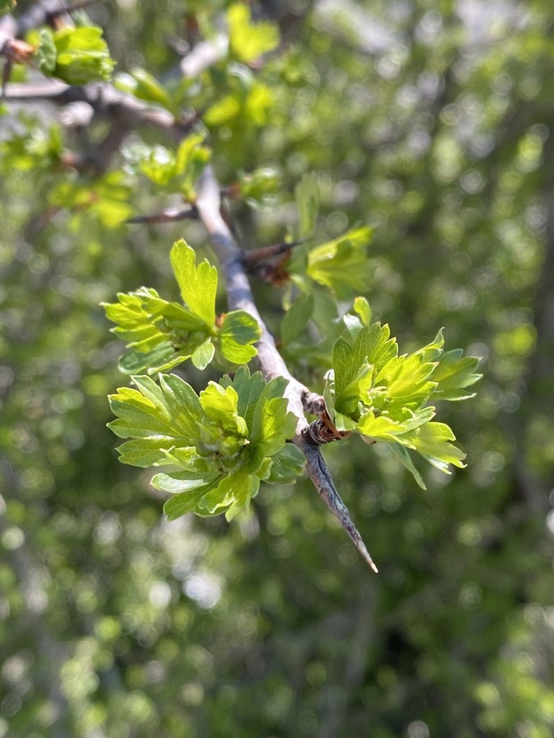 Crataegus heldreichii photo 3